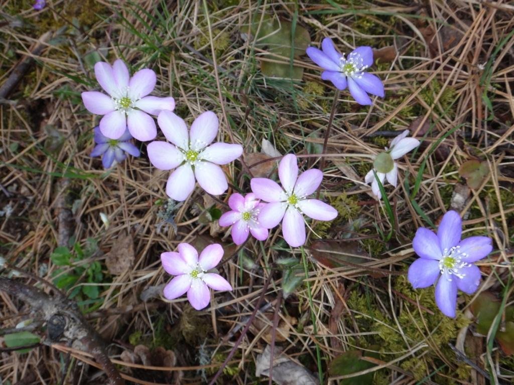 Hepatica nobilis-Hépatique à trois lobes 27b.jpg