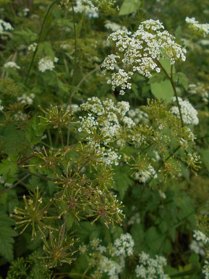 Cerfeuil penché (Chaerophyllum temulum) (DOUTE).JPG