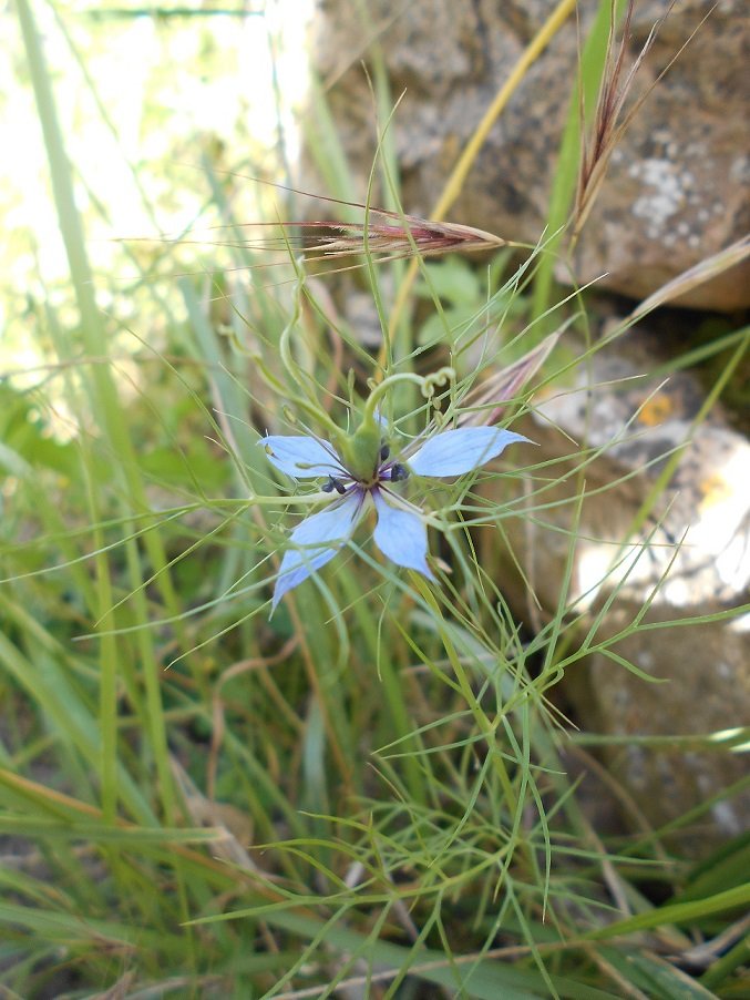 Nigelle de Damas (Nigella damascena).JPG