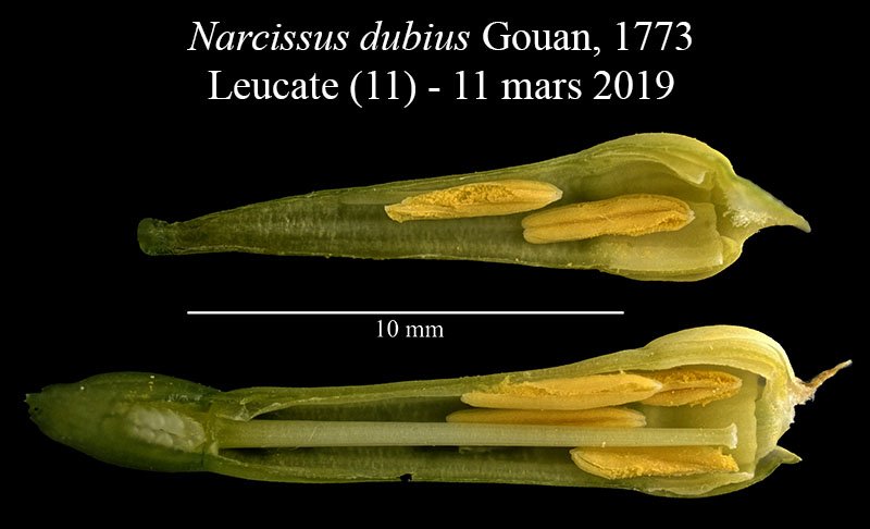 Narcissus sp-3f-Leucate-11 03 2019-LG.jpg
