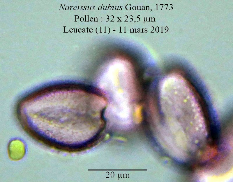 Narcissus dubius-4b-Leucate-11 03 2019-LG.jpg