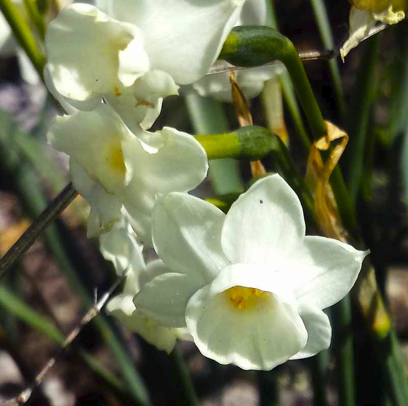 Narcissus dubius-3aFl-Ferrals-03 2017-LG.jpg