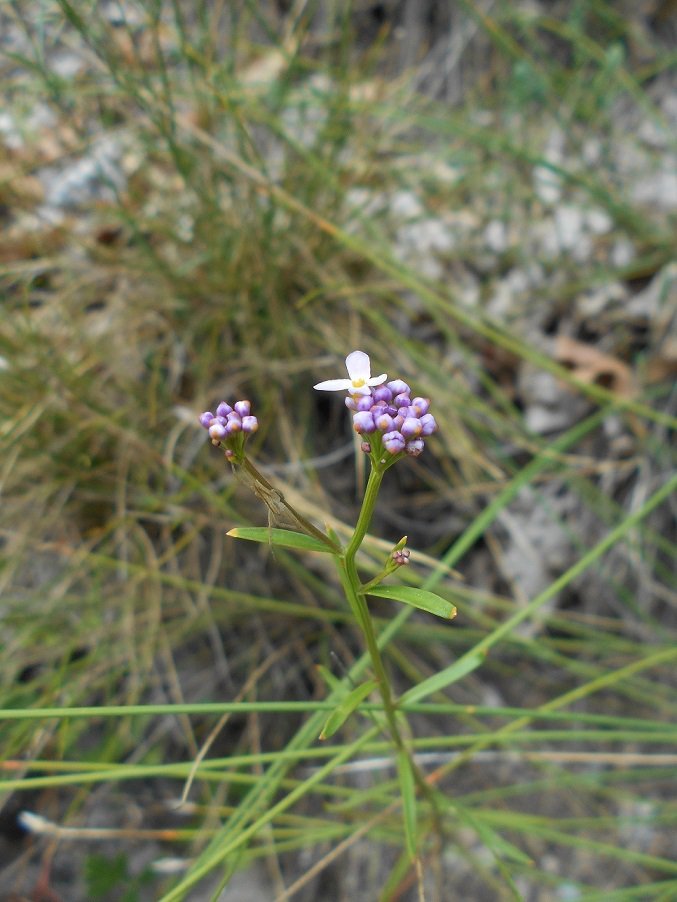 Passerage, Ibéris (DOUTE) - Copie.JPG