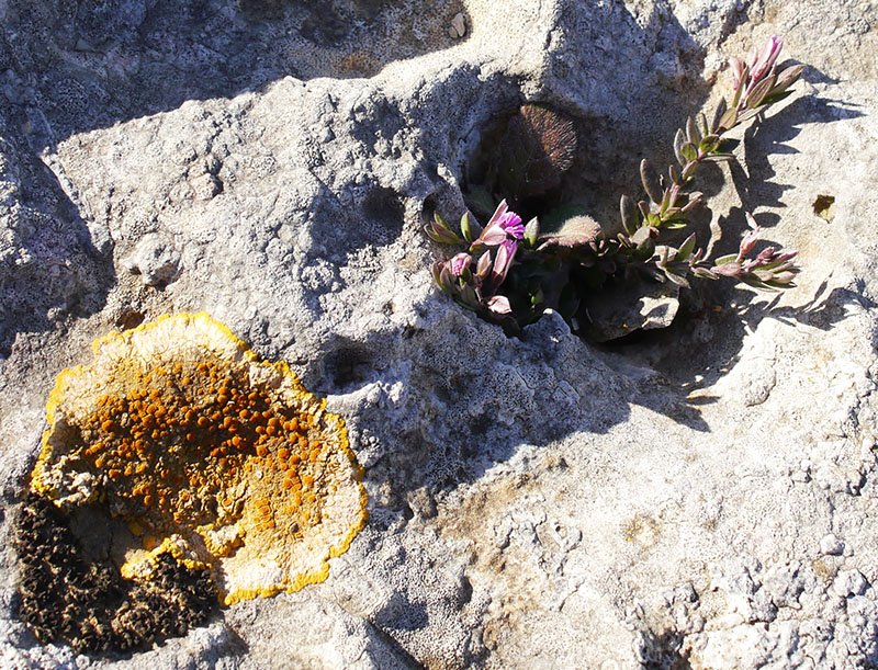 Polygala rupestris-1d-LeucatePh-24 03 2019-LG.jpg