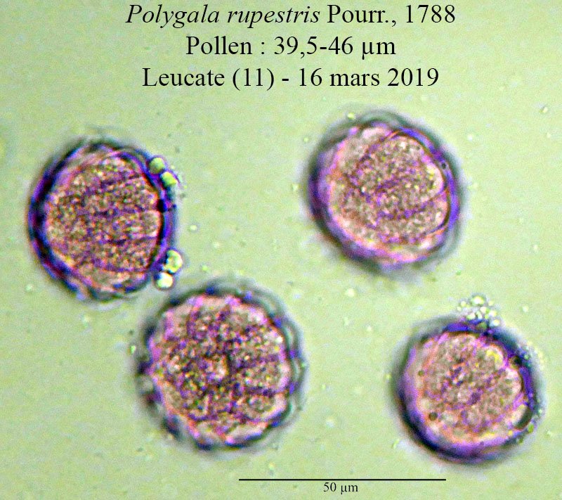 Polygala rupestris-4b-LeucatePh-24 03 2019-LG.jpg
