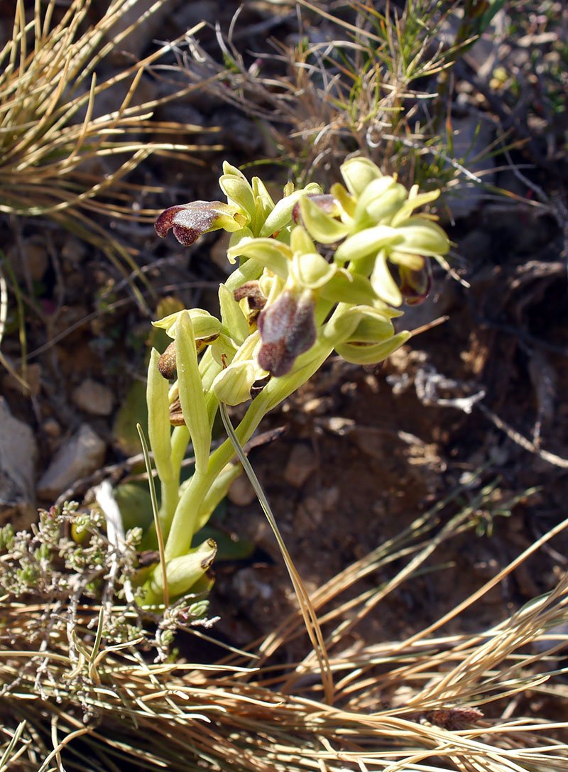Ophrys sp-1a-Leucate-24 03 2019-LG.jpg