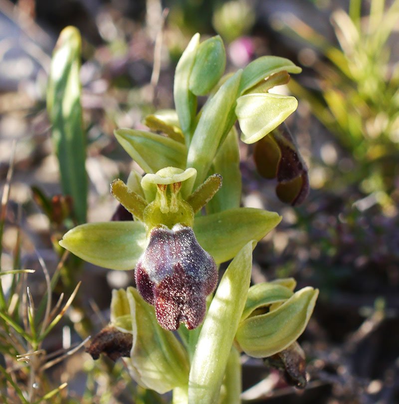 Ophrys sp-3a-Leucate-24 03 2019-LG.jpg