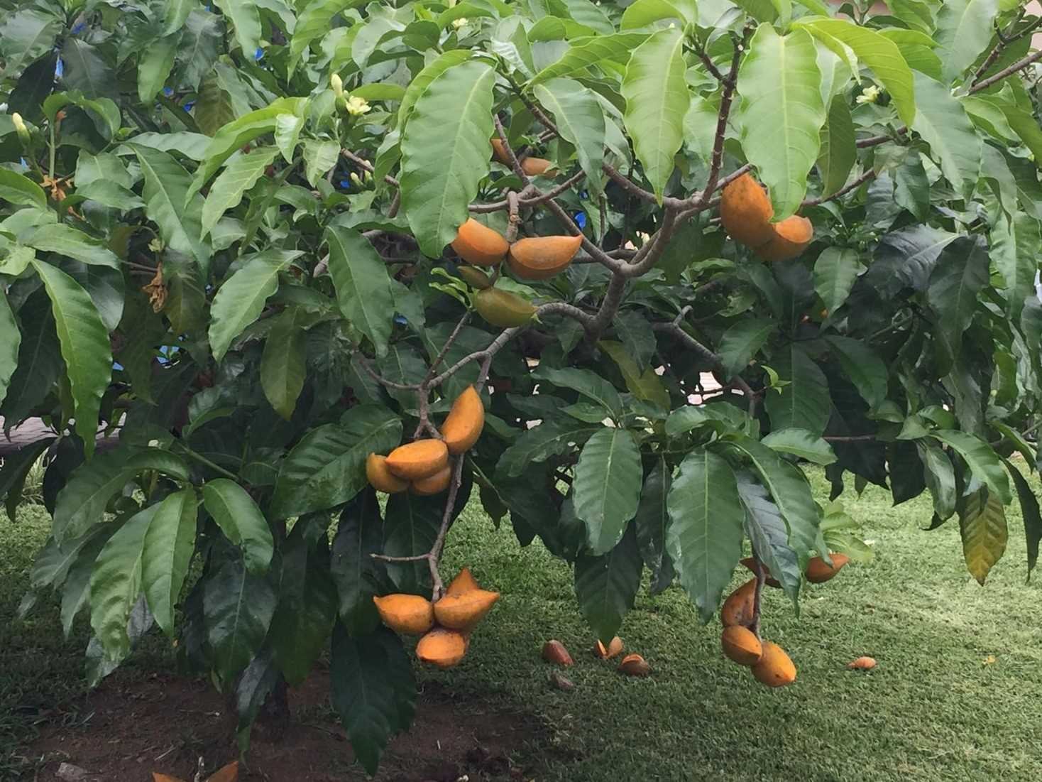 arbre mystère.jpg