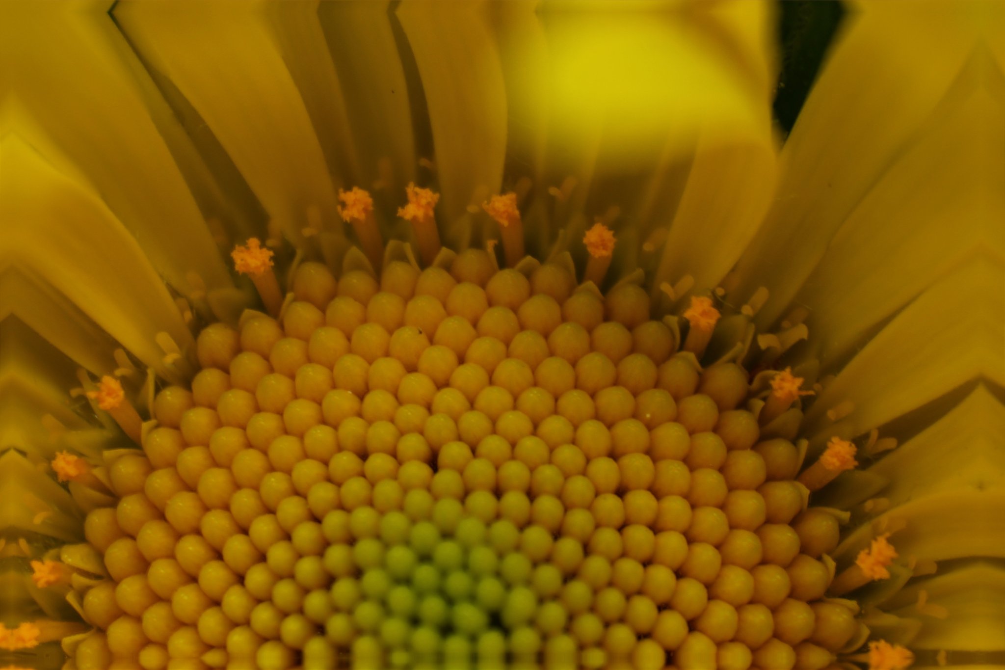 Doronic - Fleur tubulées réduit.JPG