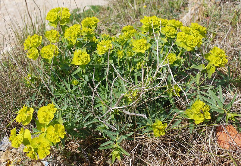 Euphorbia sp-1a-Leucate-8 04 2019-LG.jpg