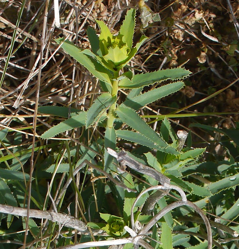 Euphorbia sp-2a-Leucate-8 04 2019-LG.jpg