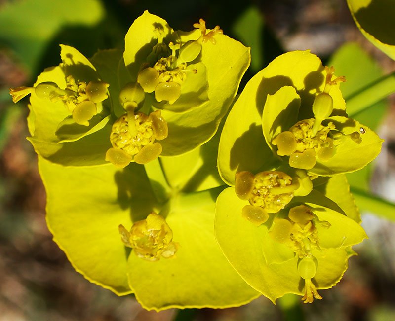 Euphorbia sp-3b-Leucate-8 04 2019-LG.jpg