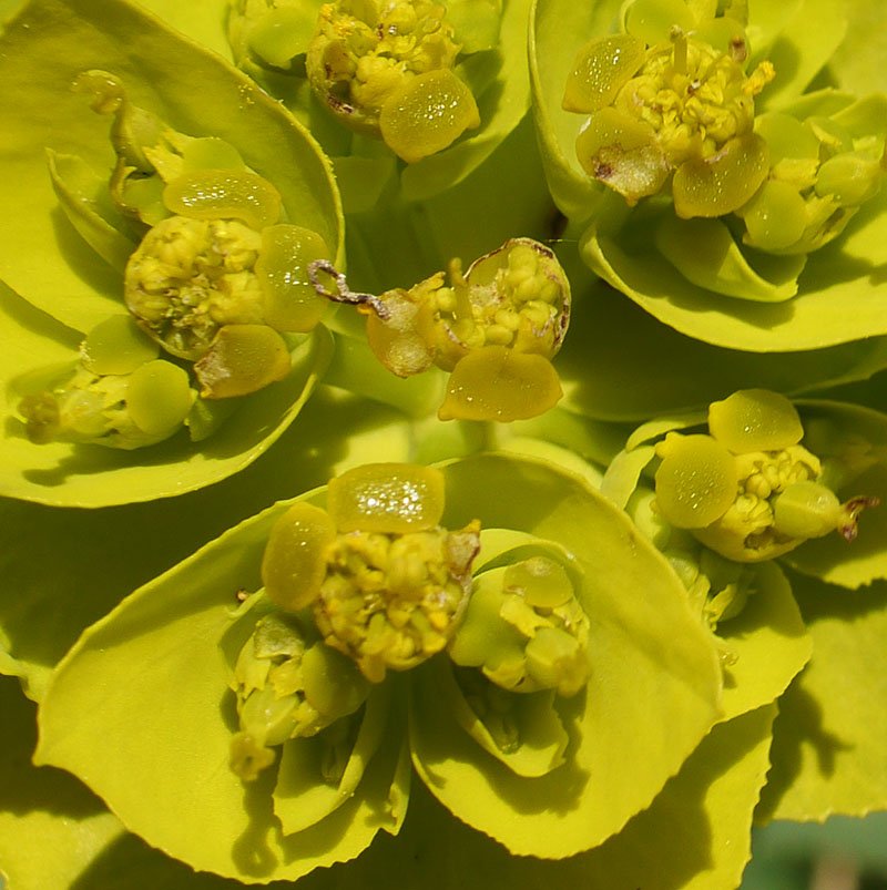 Euphorbia sp-3c-Leucate-8 04 2019-LG.jpg
