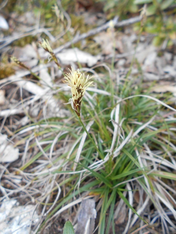 Laîche (Carex sp).JPG