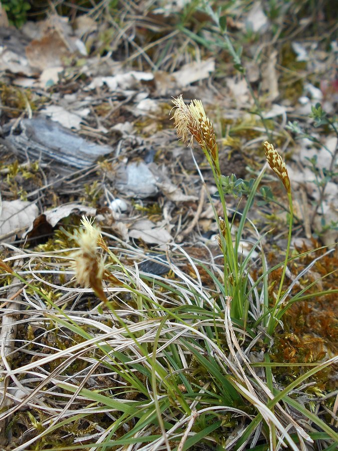 Laîche (Carex sp) 2.JPG