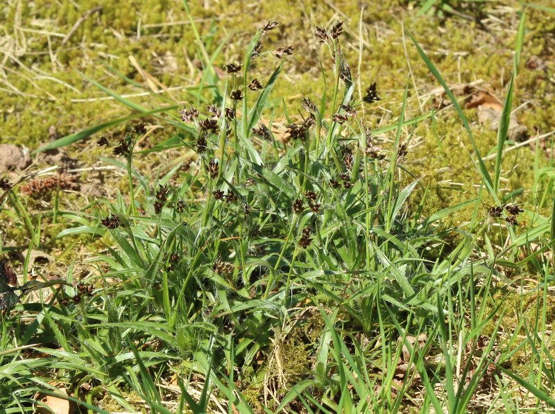 Carex - vue générale - 200 mm - IMG_2955.JPG