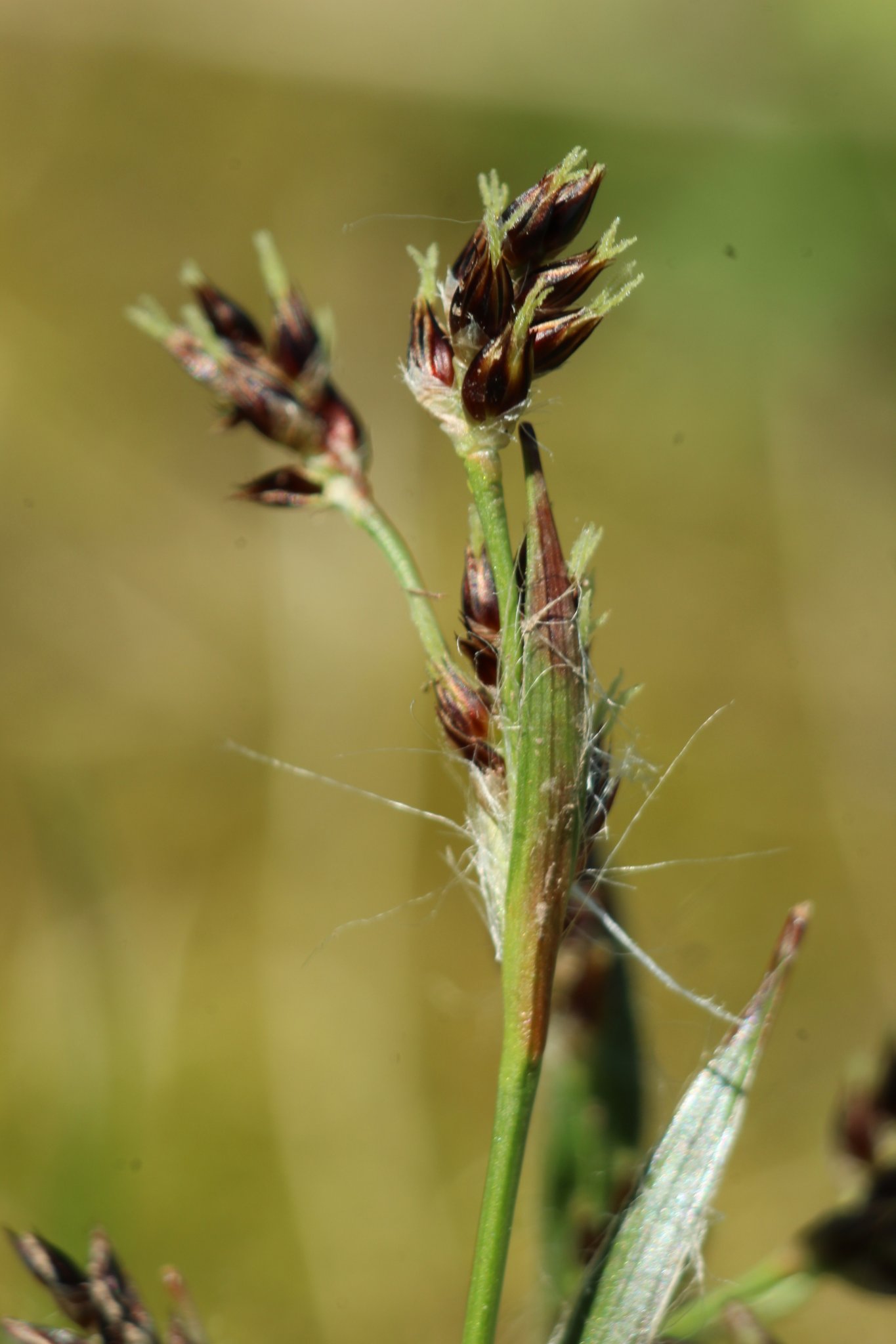 Carex épi - 80mm allonge.JPG