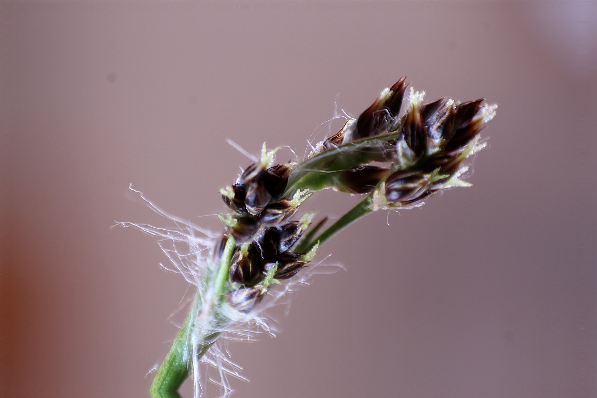 Carex - 55mm retourné - stack de 4 photos.JPG