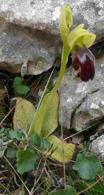 ophrys 03.jpg