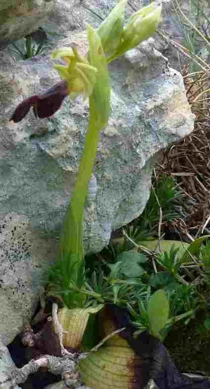 ophrys 02.jpg