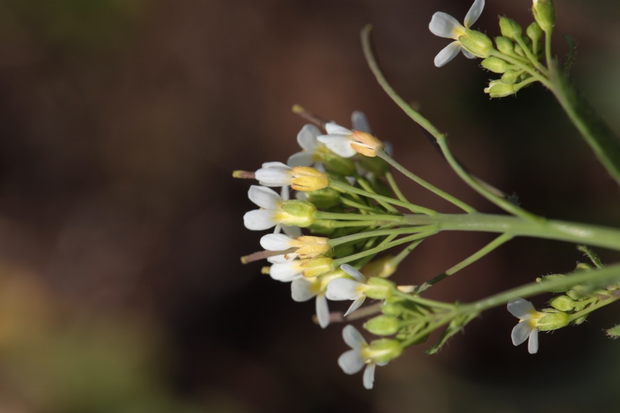 Arabidopsis thaliana.jpg