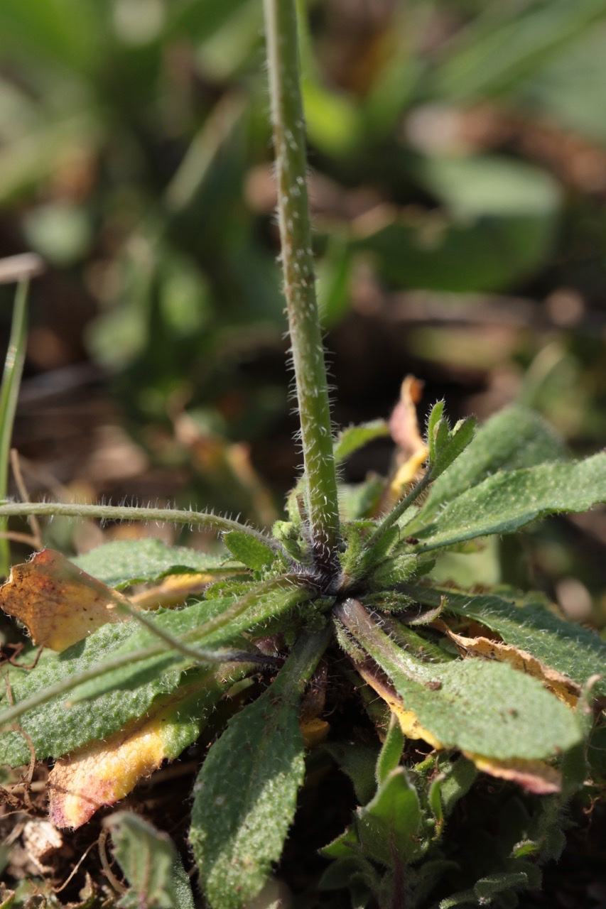 Arabidopsis thaliana.jpg