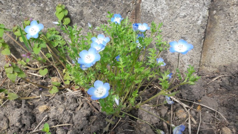 fleurs bleues1.jpg