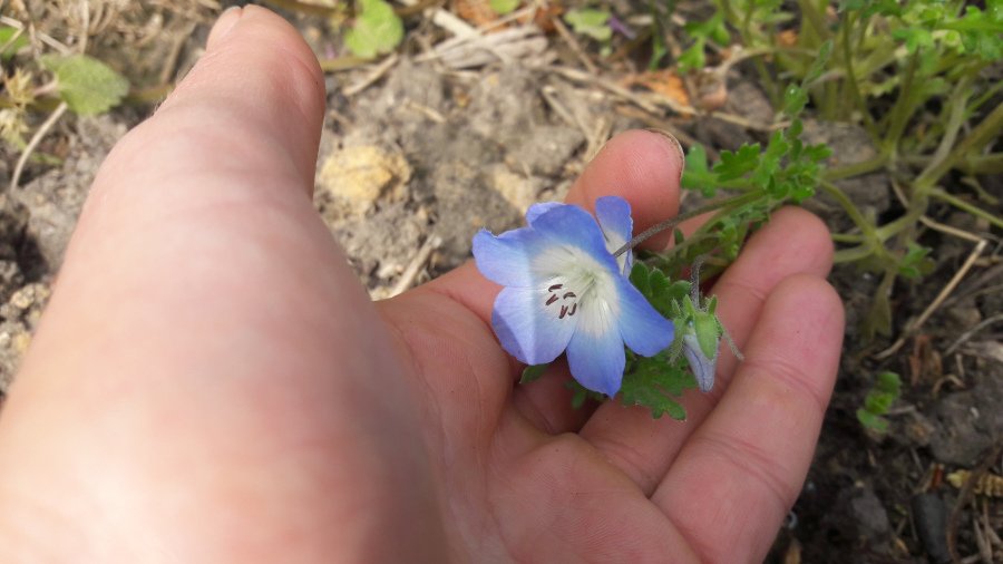 fleurs bleues2.jpg