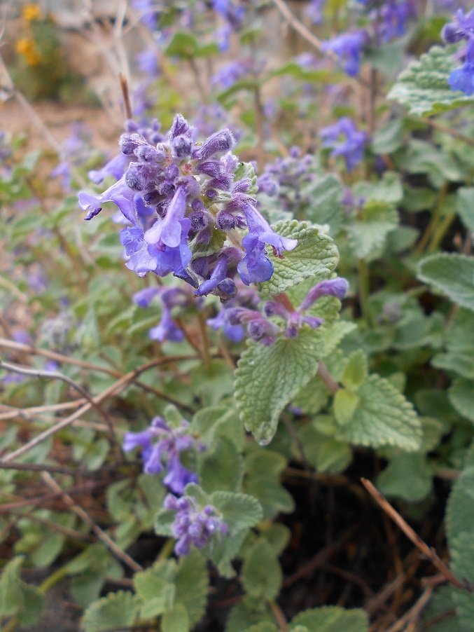 Nepeta de Mussin (Nepeta racemosa) (DOUTE) - Copie.JPG