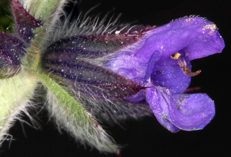 Lamiacées - Nepeta nepetella - Sierra de Cazorla Andalousie red 3.jpg