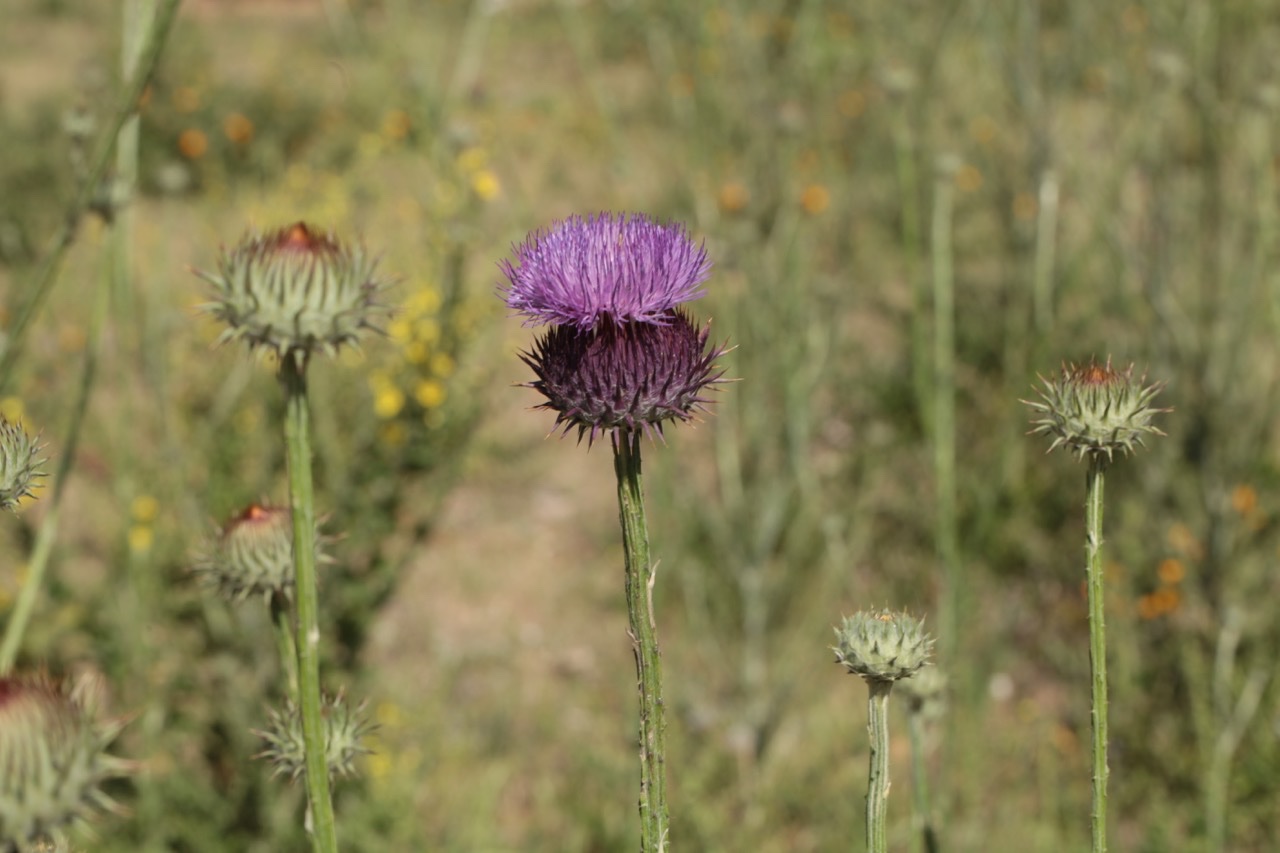 flore maroc (2).jpg