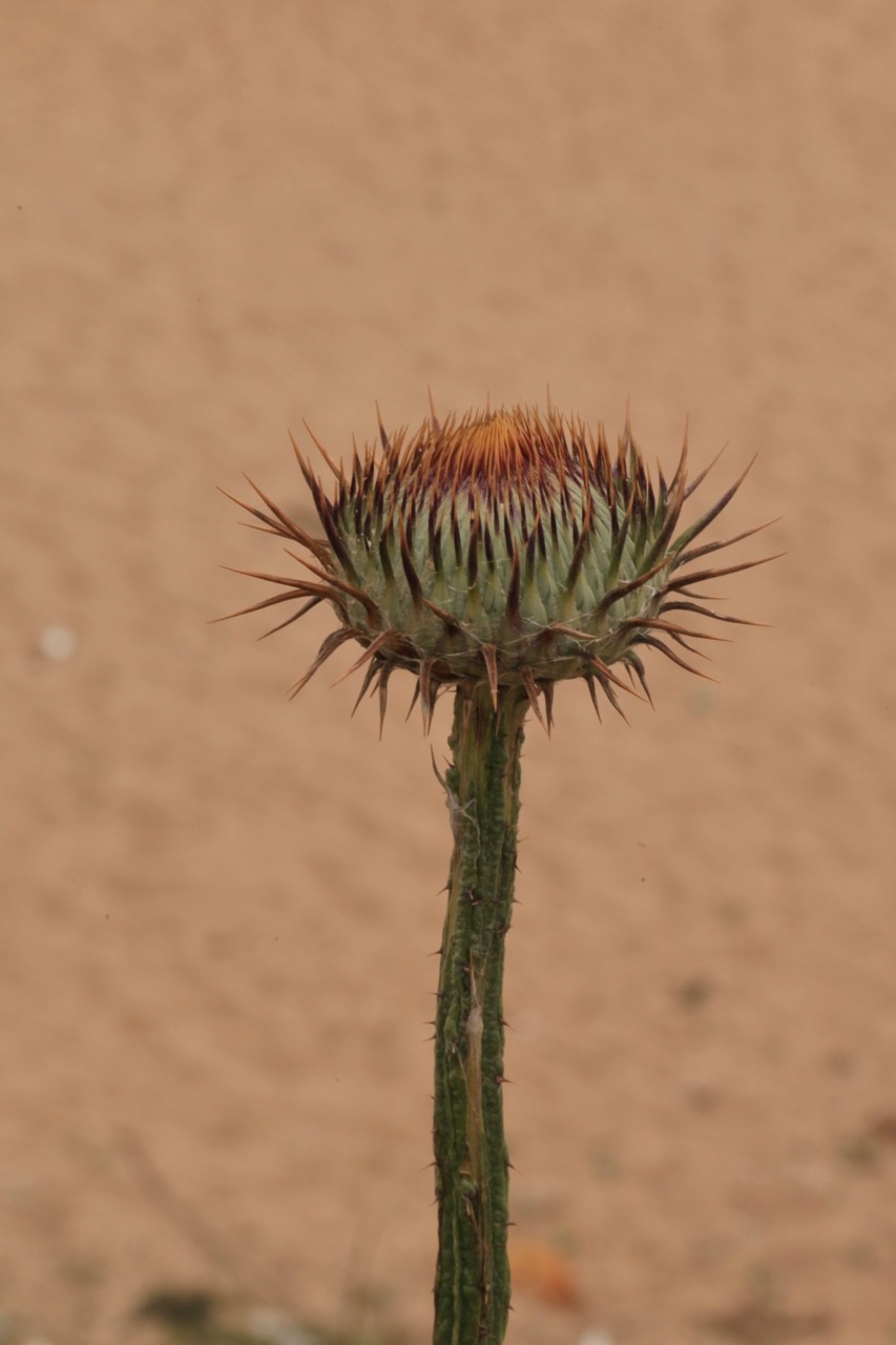 flore maroc (4).jpg