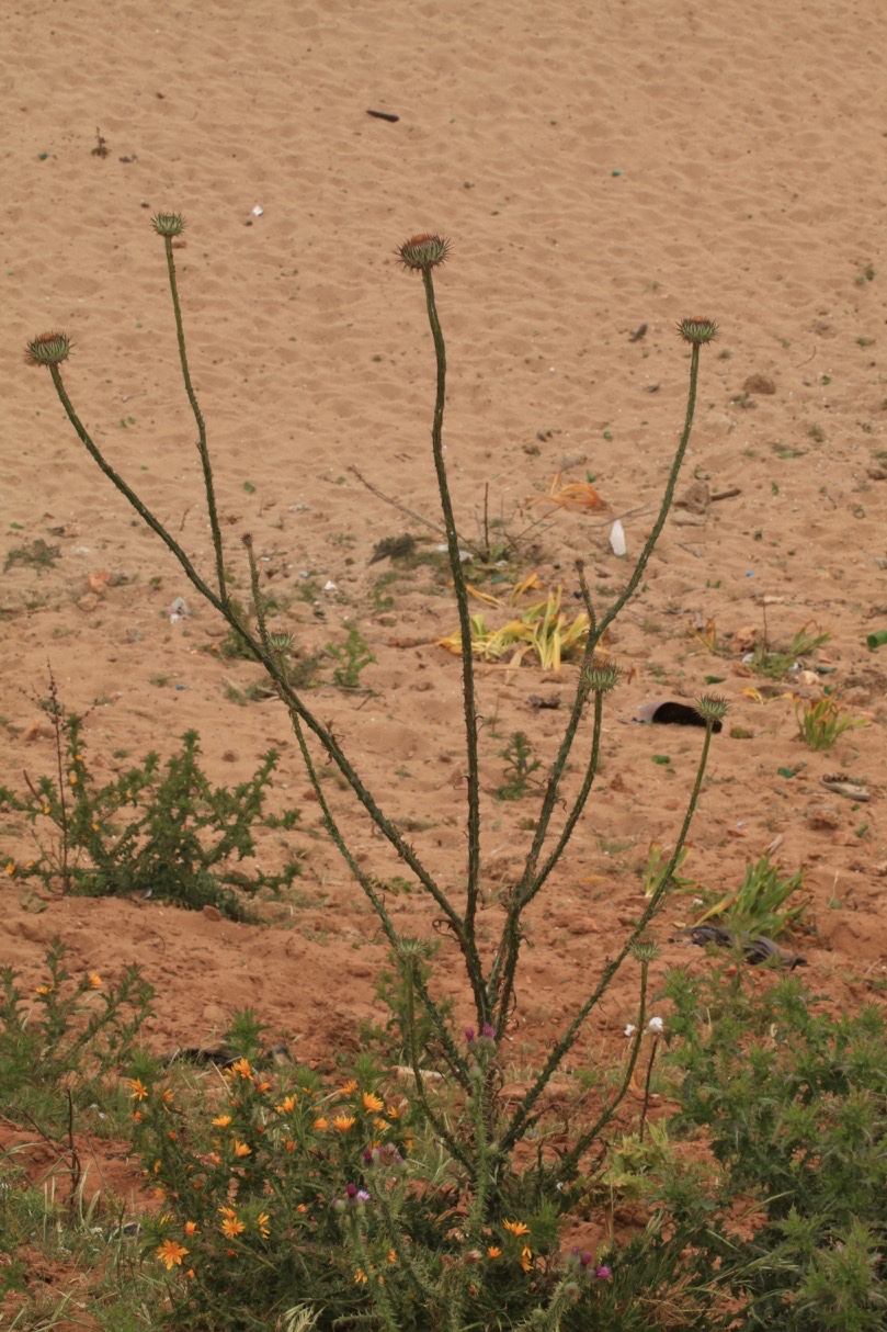 flore maroc (5).jpg