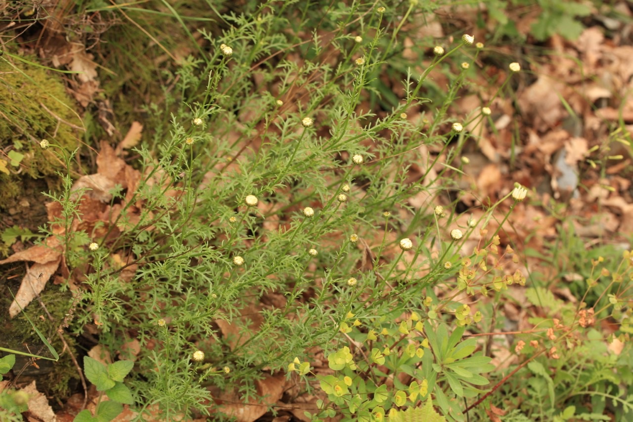 Leucanthemum monspeliense.jpg