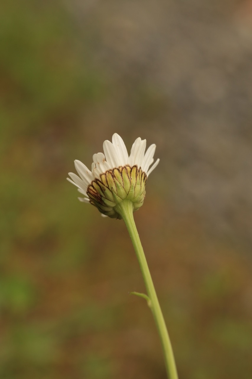 Leucanthemum monspeliense 2.jpg