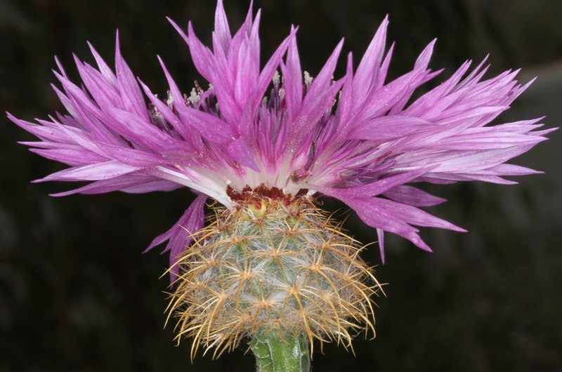 Astéracées - Centaurea sp 1 - red 3.jpg