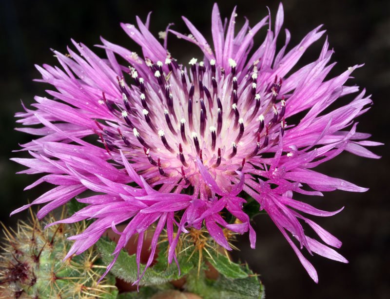 Astéracées - Centaurea sp 1 - red 4.jpg