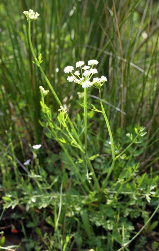 Apiacées - Anthriscus sp - red 2.jpg