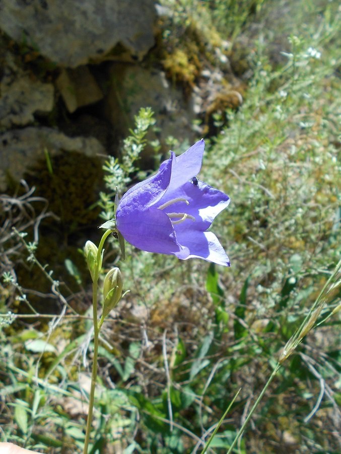 Campanule à feuilles ronde (Campanula rotundifolia) (DOUTE) - Copie.JPG