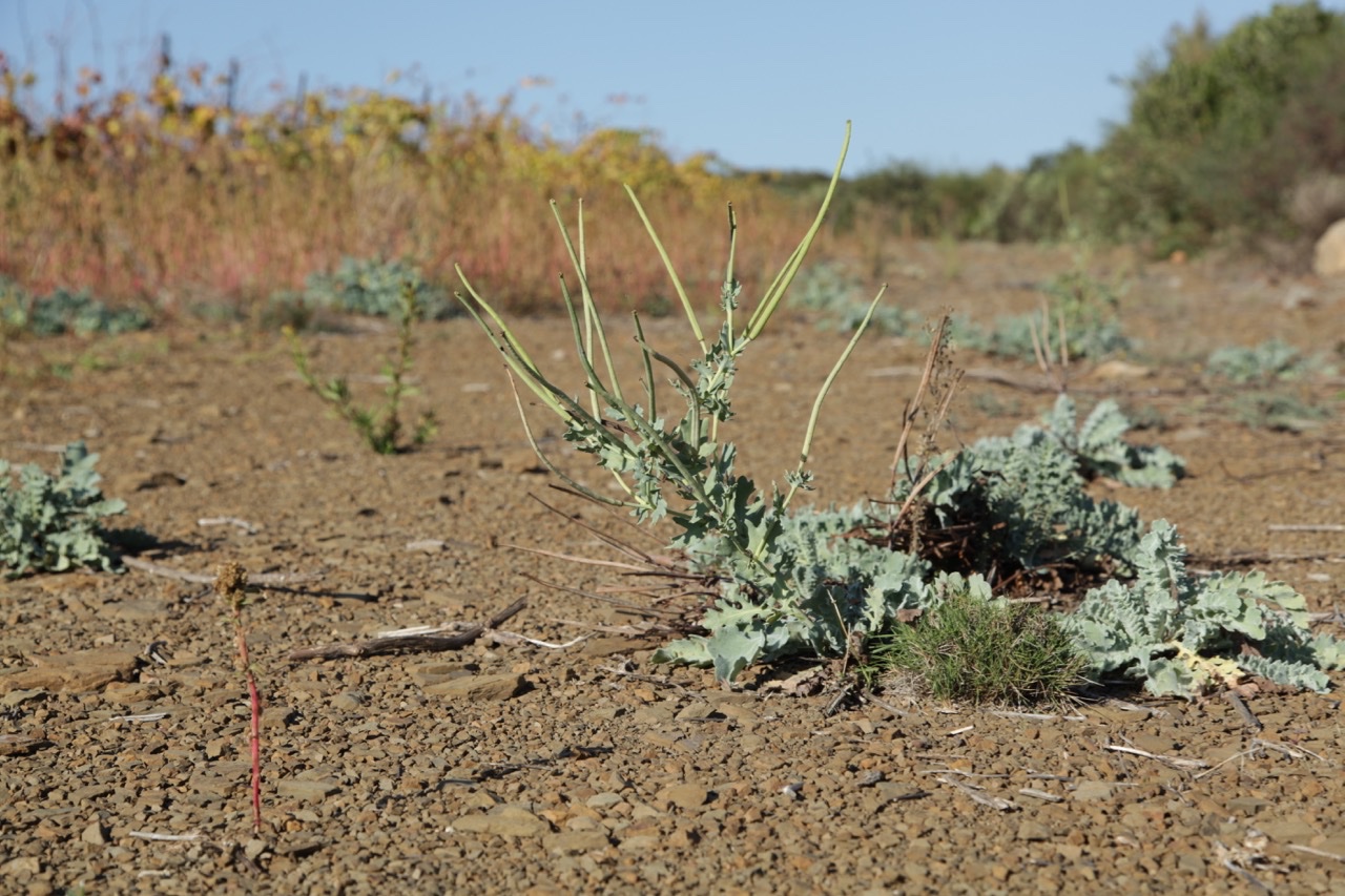 Glaucium flavum.jpg