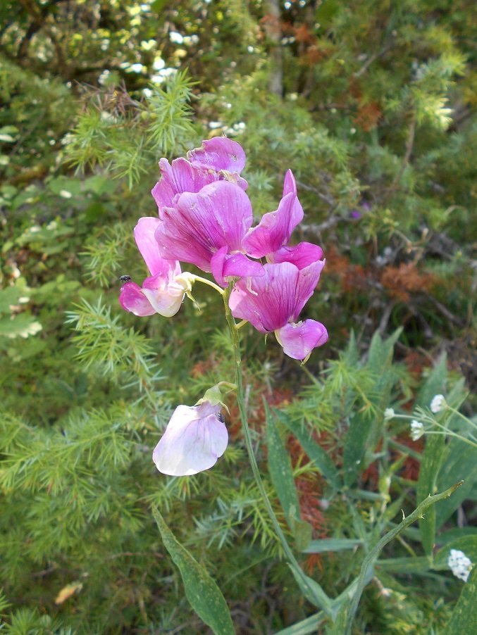 Pois de senteur (Lathyrus odoratus) (DOUTE) - Copie.JPG