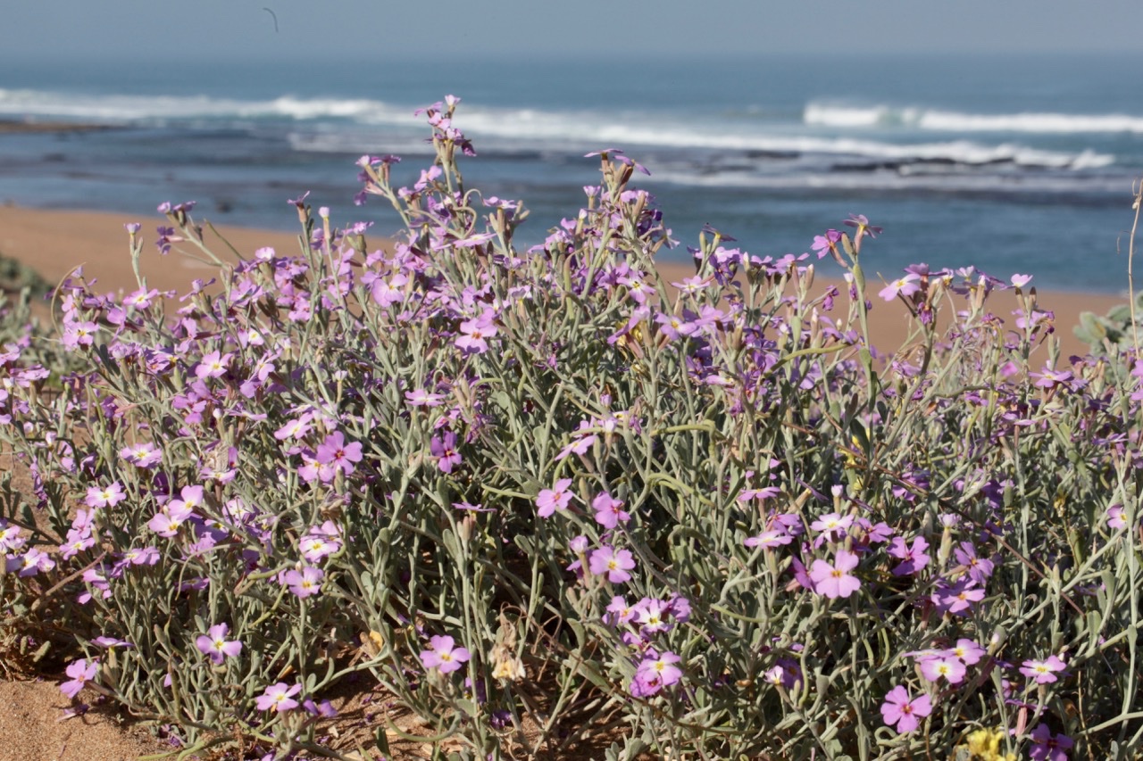 Malcolmia littorea.jpg