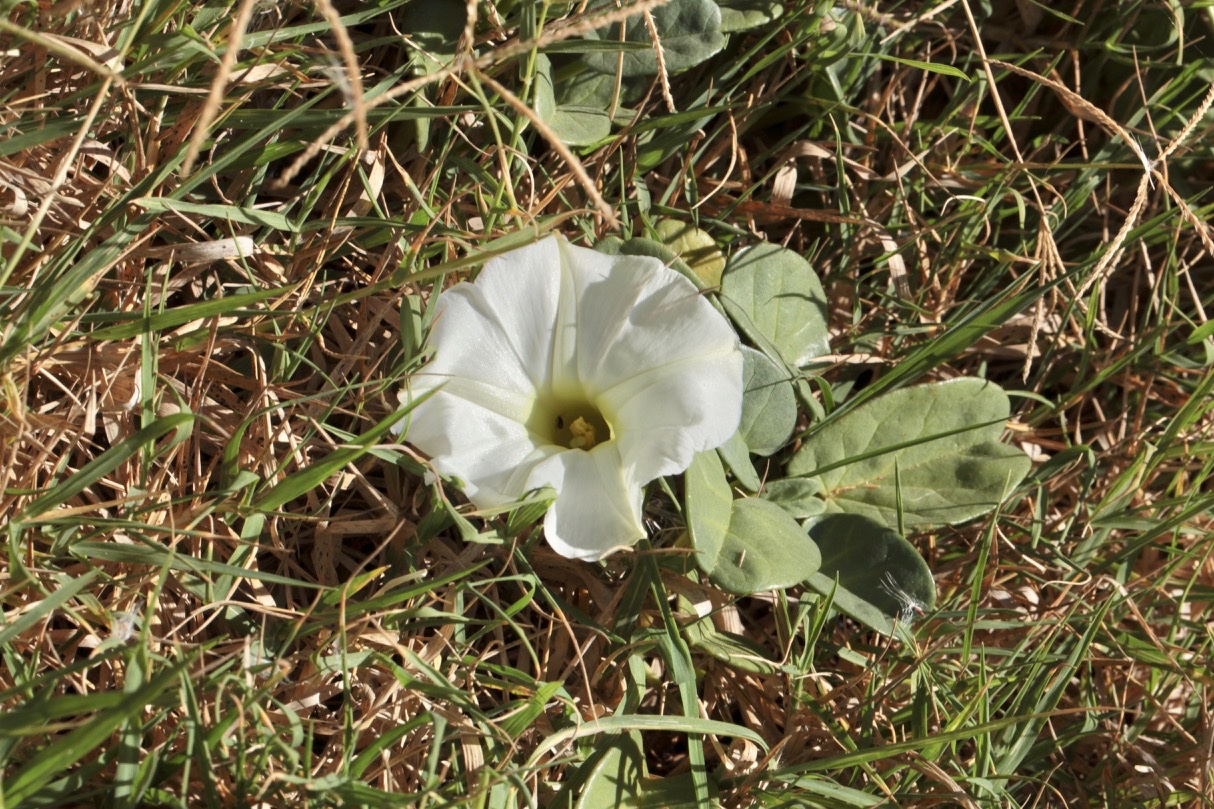 Ipomoea imperati .jpg