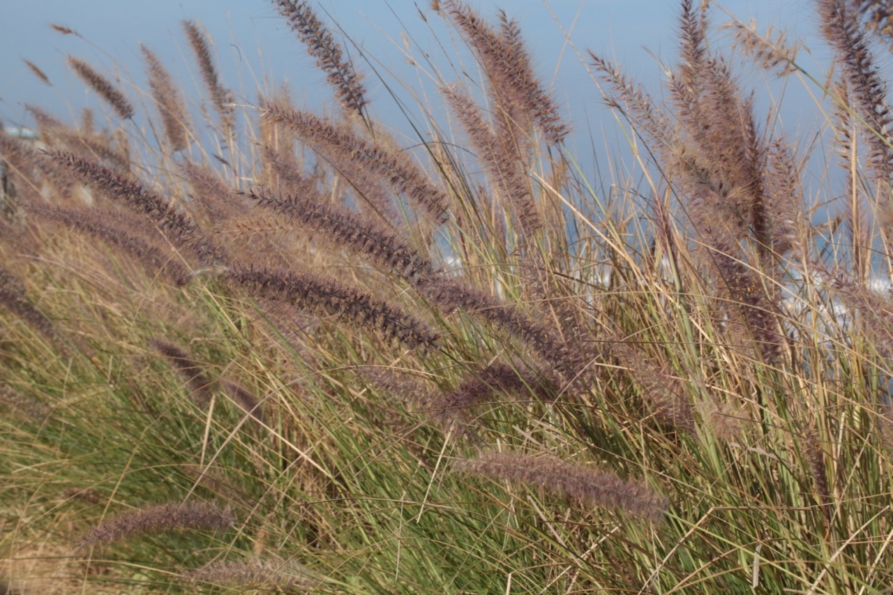 Pennisetum setaceum .jpg