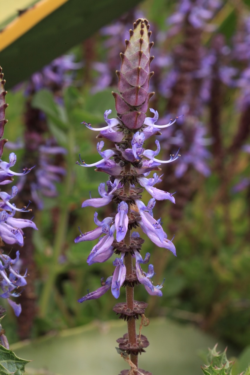 Plectranthus caninus 1.jpg