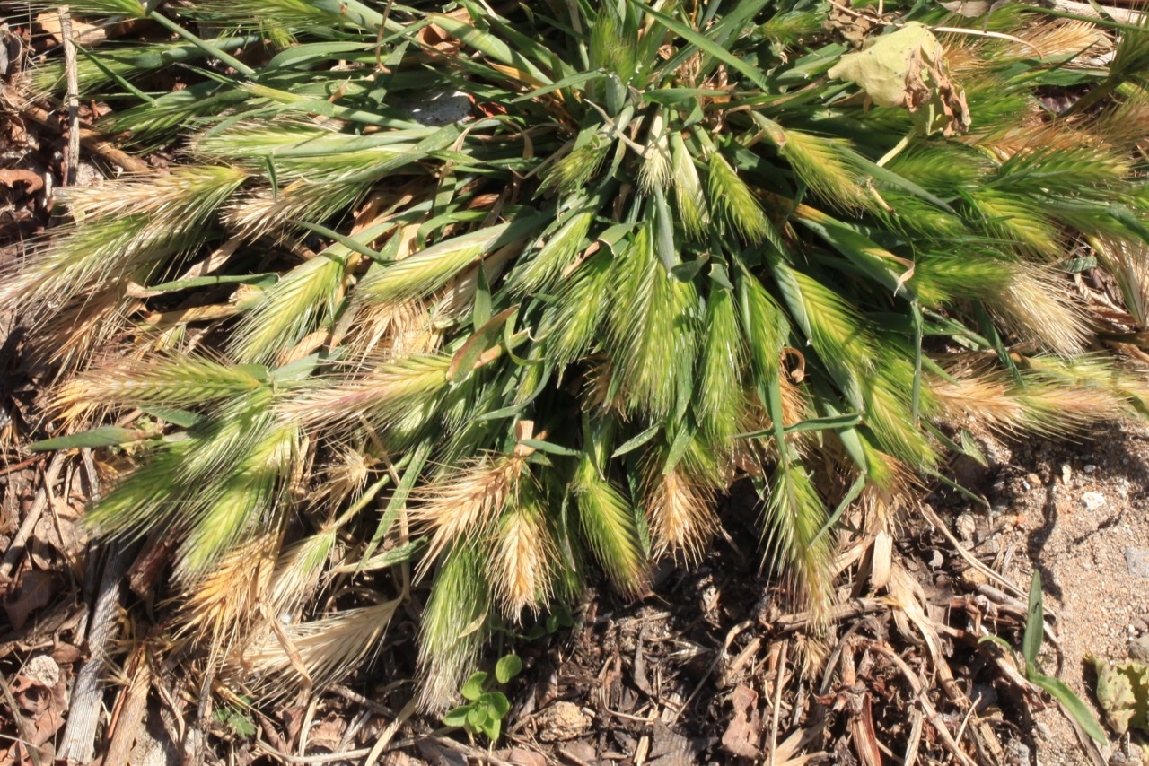 Hordeum marinum.jpg