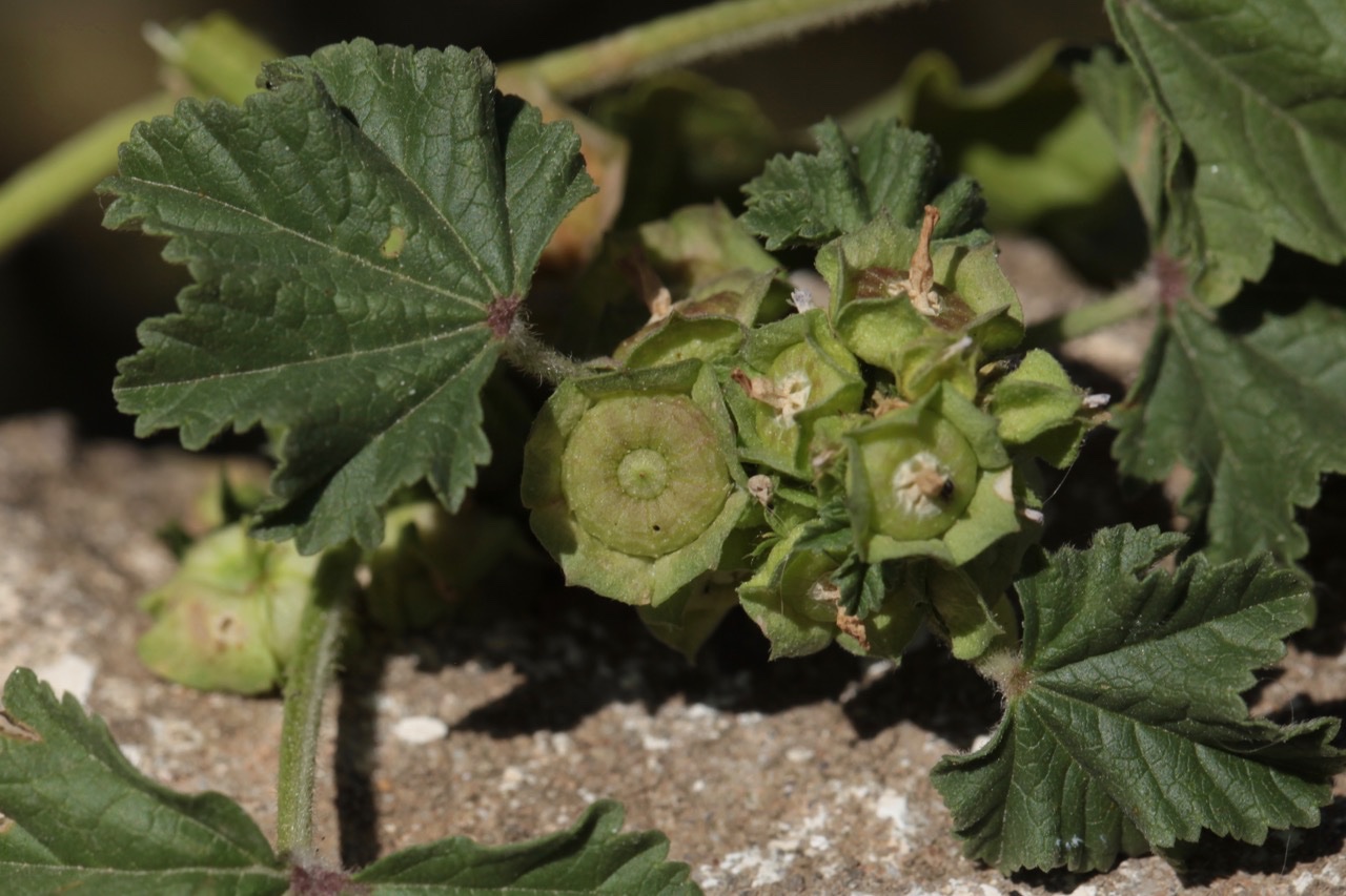 Malva nicaeensis 1.jpg