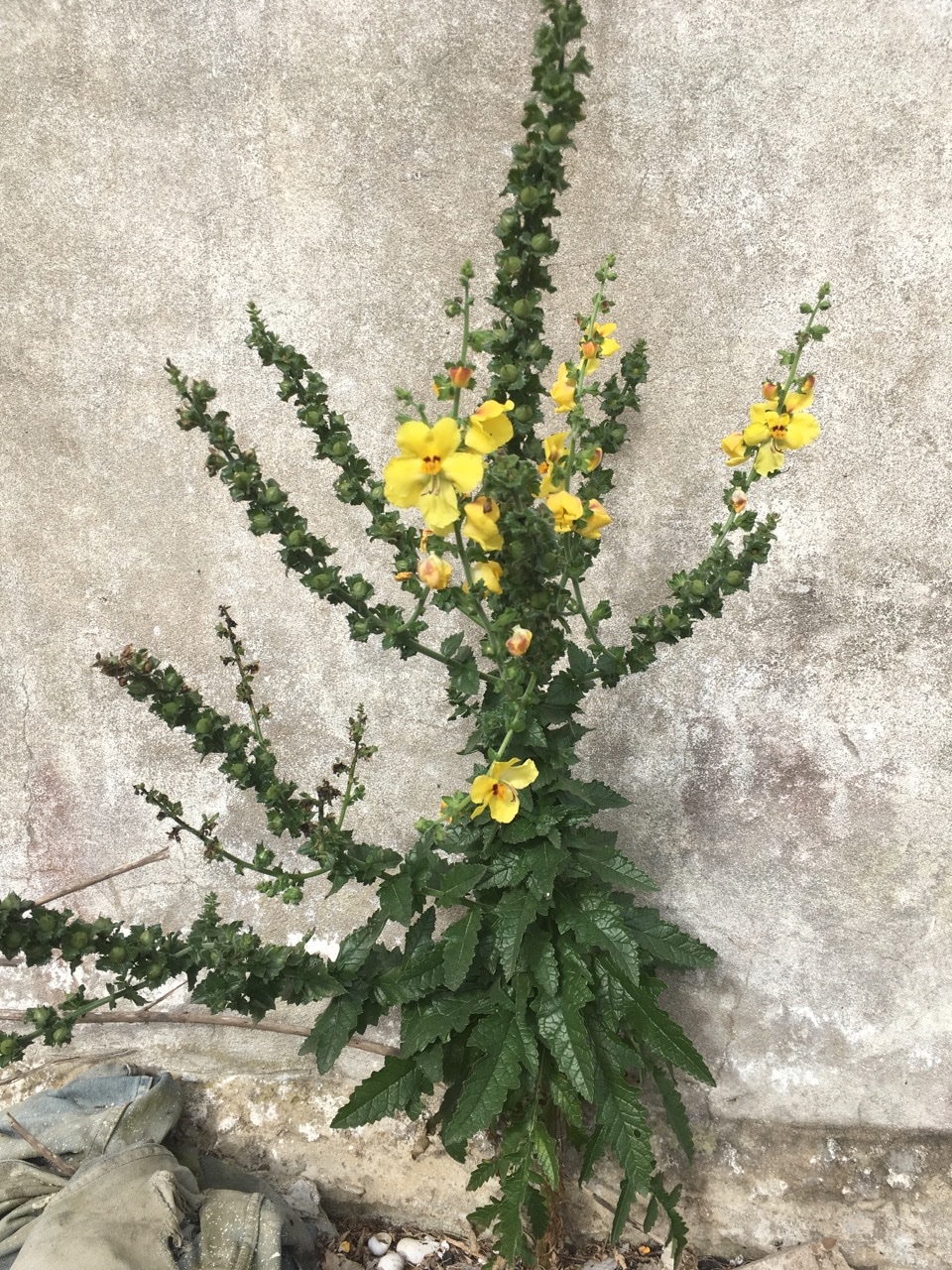 Verbascum pseudocreticum,.jpg