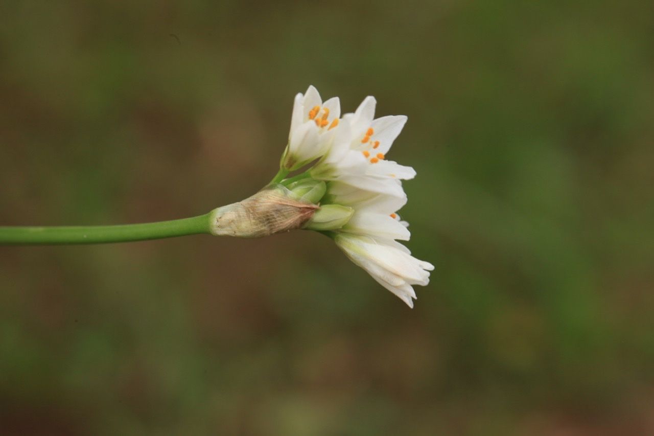 Nothoscordum borbonicum .jpg