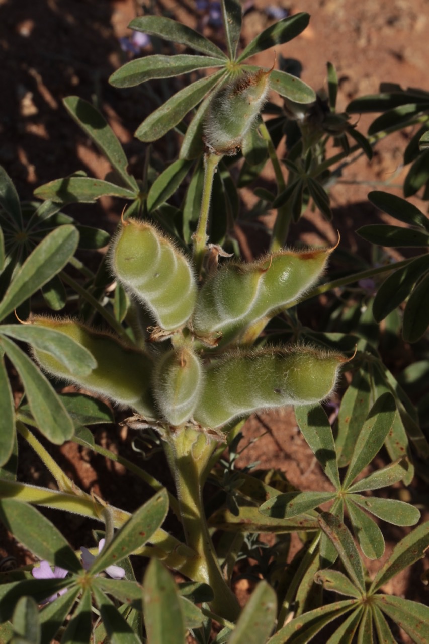 Lupinus atlanticus.jpg